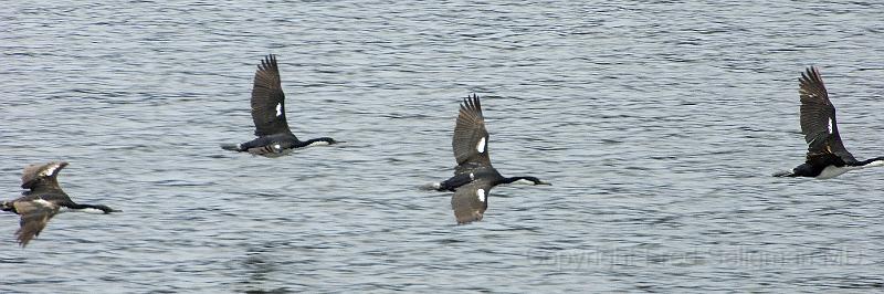 20071217 131056 D2X (209) 4200x1400.jpg - Birds in Flight, Laguna San Rafael